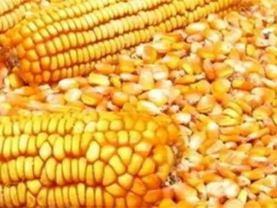 Панорамный обзор и прогноз развития кормовой промышленности на 2021 - 2027 годы